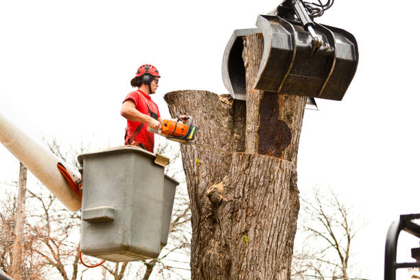 Best Commercial Tree Services  in Toquerville, UT